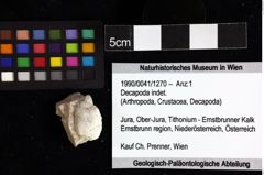 Foto (Objket + Etiketten) von Decapoda indet. 